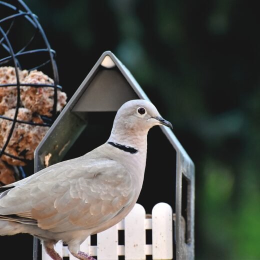 Ringneck Doves