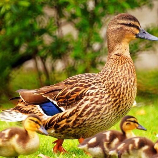 Rouen Duck