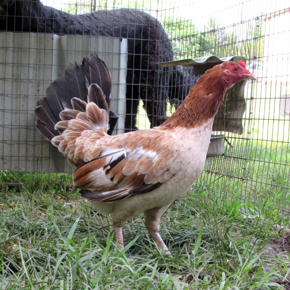 purebred Lacy Roundhead gamefowl roosters - Image 2
