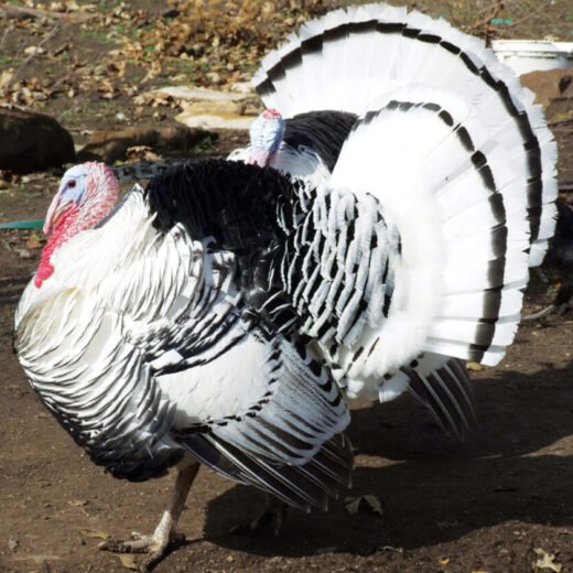 Buy Royal Palm Turkeys For Sale