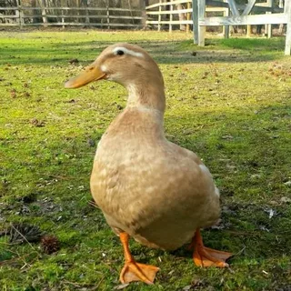 Buy Saxony Duck For Sale