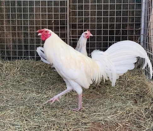 white kelso roosters for sale