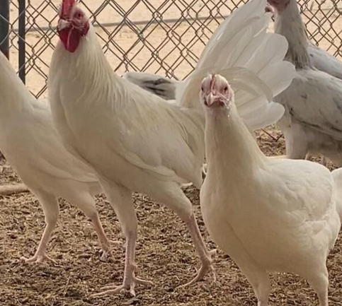 white kelso roosters for sale - Image 2
