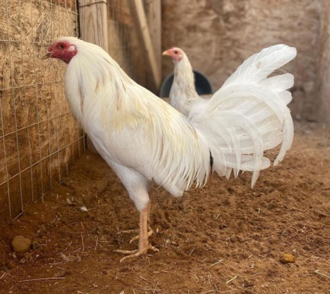 white kelso roosters for sale - Image 3