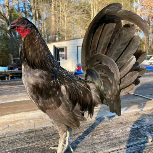 blue mug roosters for sale