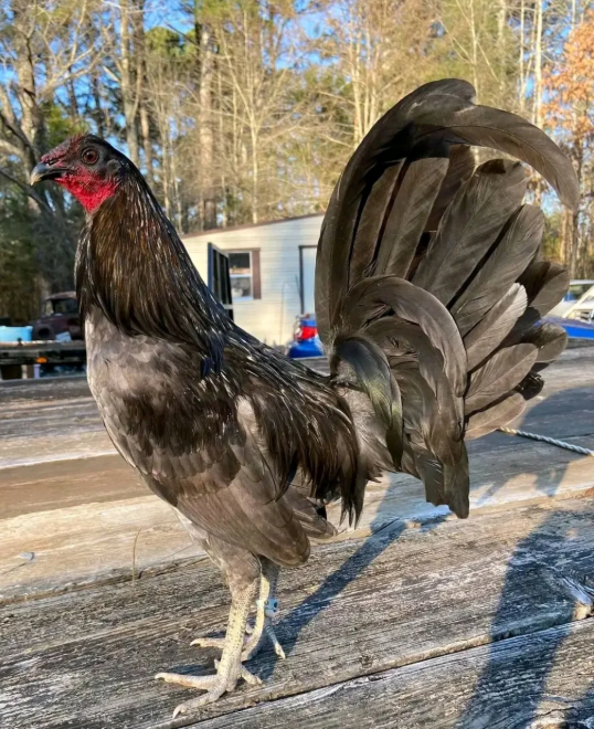 blue mug roosters for sale