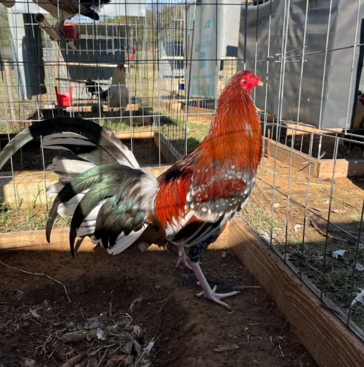 Buy purebred Morgan Whitehackle brood cocks