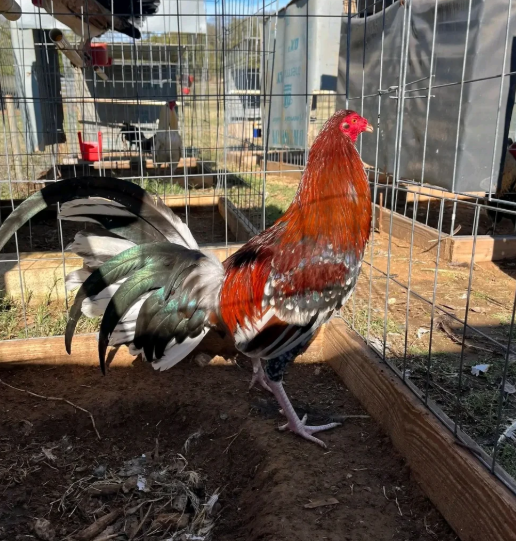Buy purebred Morgan Whitehackle brood cocks