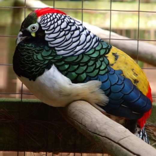 lady amherst pheasants for sale