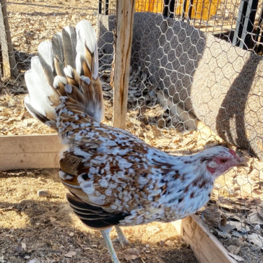 Pure spangled Hatch Hen for sale