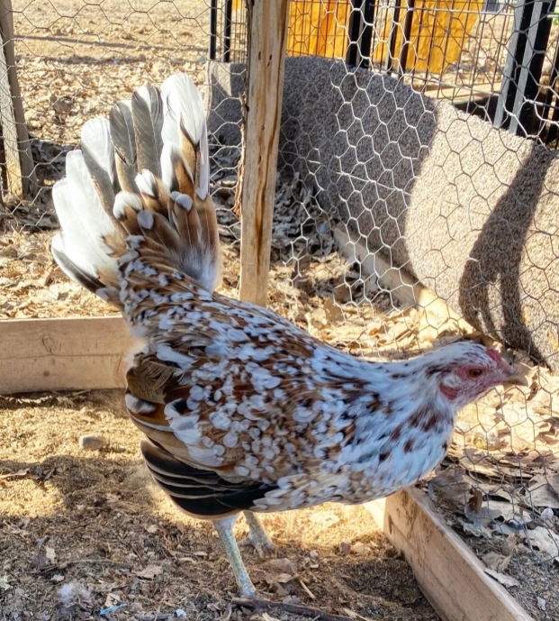 Pure spangled Hatch Hen for sale