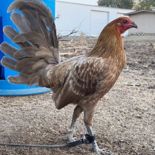 Miner blue hennie hens for sale