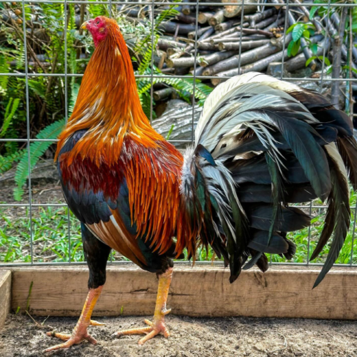 Direct dink fair 5K sweater brood cock