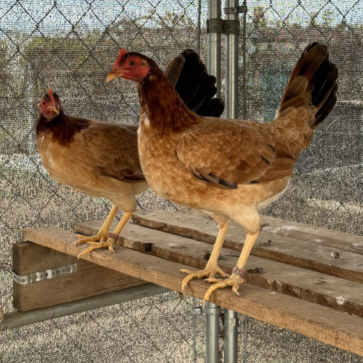 Pure Kelso Trio for sale