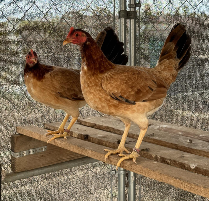Pure Kelso Trio for sale