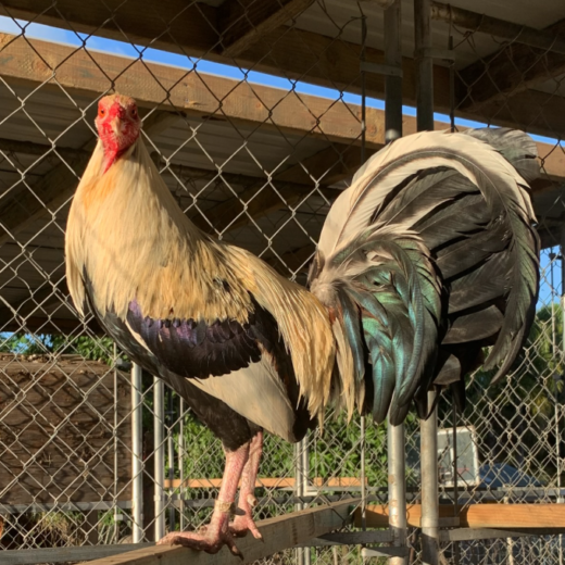 Grey Bobby Fairchild Broodcock for sale
