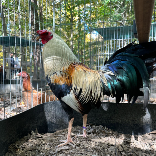 Sweater Grey Cross roosters for sale