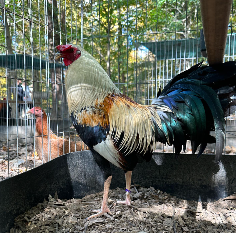 Sweater Grey Cross roosters for sale