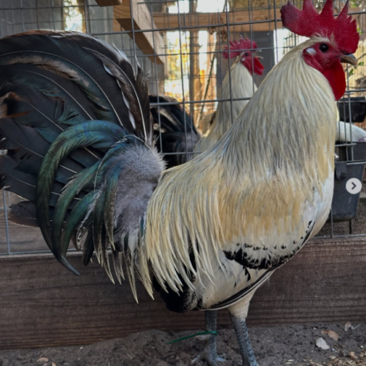 Joe Redmond Grey Brood Cocks for sale