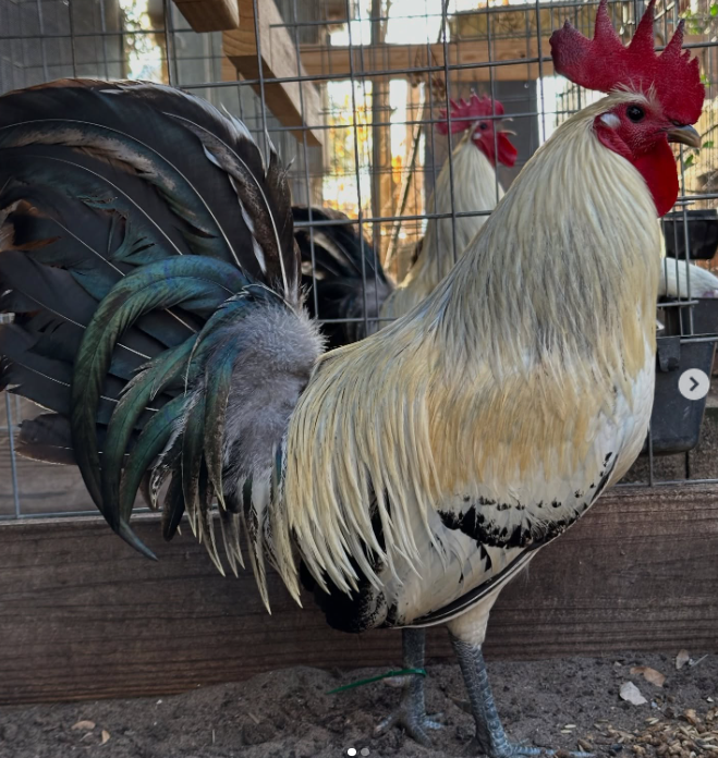 Joe Redmond Grey Brood Cocks for sale