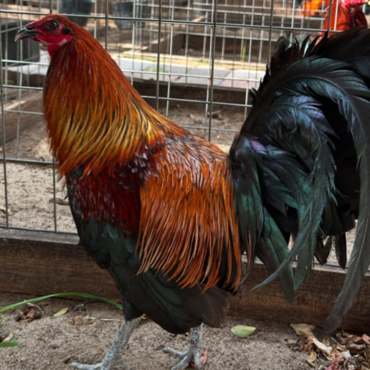 purebred Mel Sims Brown Red gamefowl stags online