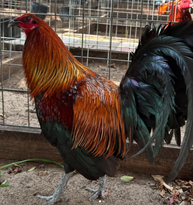 purebred Mel Sims Brown Red gamefowl stags online