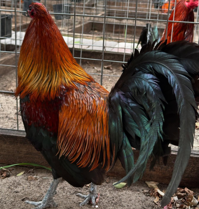 purebred Mel Sims Brown Red gamefowl stags online - Image 2
