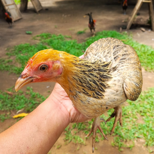 pure golden monkey sweater hens for sale