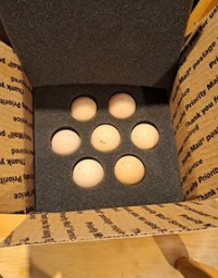 Fertile Russian Orloff Hatching Eggs