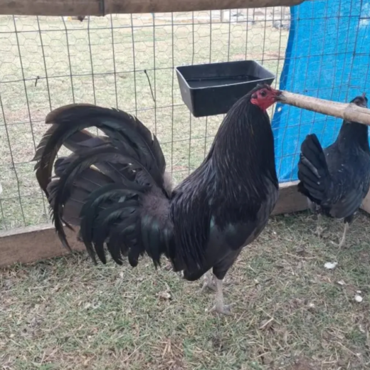 Pure Sid Taylor Black Brood Pair for Sale