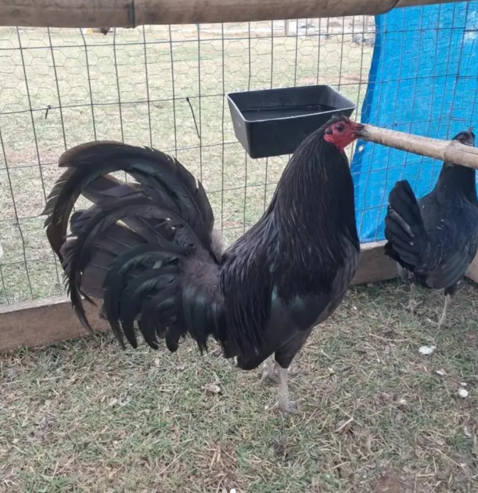 Pure Sid Taylor Black Brood Pair for Sale