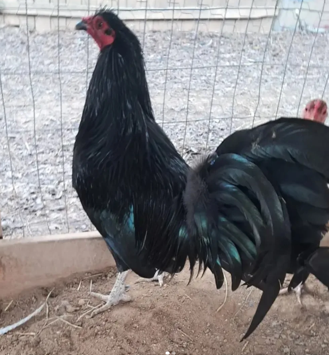 Pure Sid Taylor Black Brood Pair for Sale - Image 2