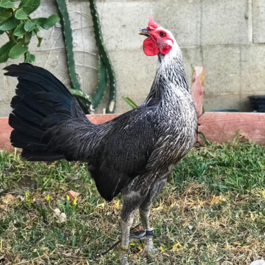 Purebred Grey Hennie Gamefowl Stags For Sale