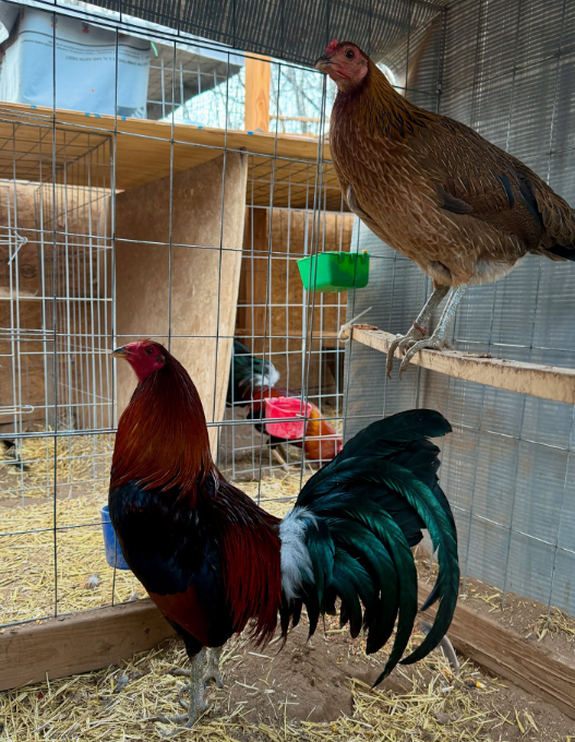 Jimmy East McLean Hatch Gamefowl Bullstags