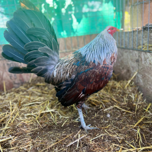 rare Grey Hennie gamefowl bullstags online
