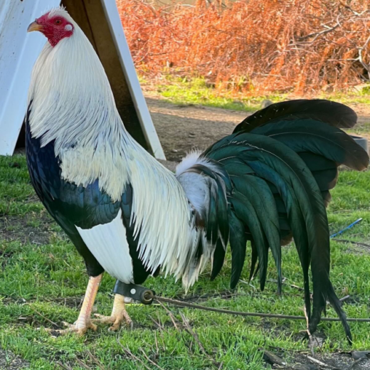 Purebred Law Grey Gamefowl Brood Cock