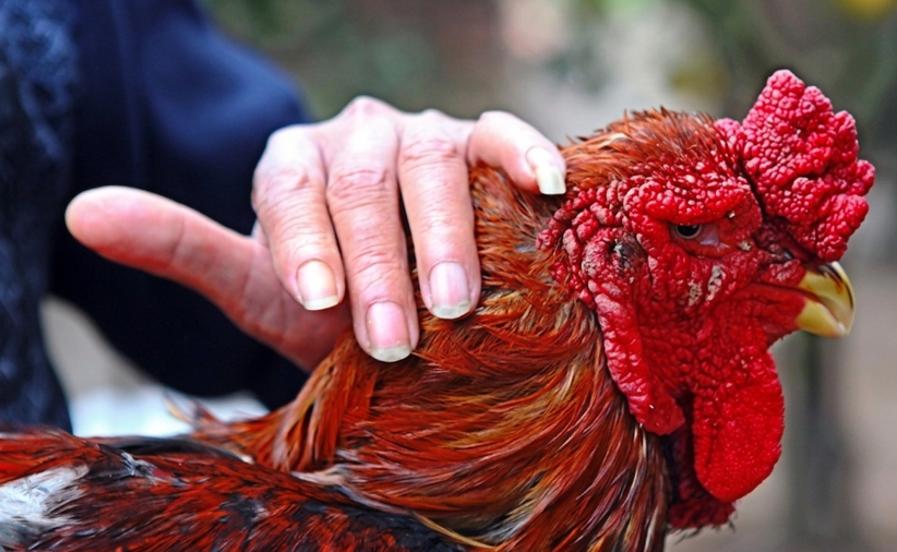Buy purebred Dong Tao (Dragon Chicken) roosters online - Image 2