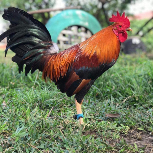 Purebred Lemon 84 Gamefowl Cocks For Sale