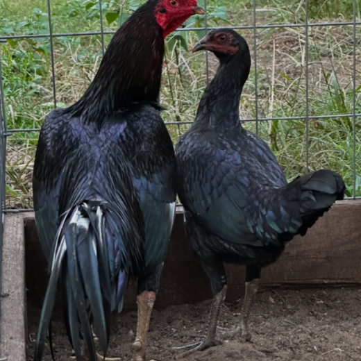 Buy purebred Black Jap gamefowl cocks
