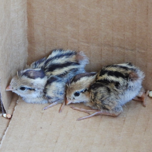 Buy live California Valley Quail day-old chicks online