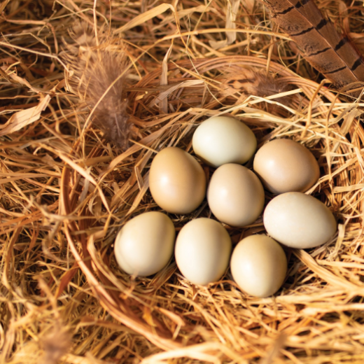 fertile Brown Eared Pheasant hatching eggs online