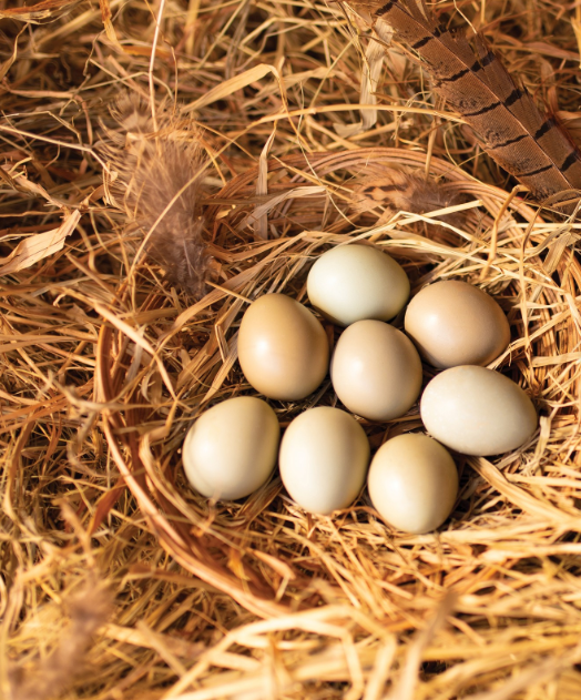 fertile Brown Eared Pheasant hatching eggs online
