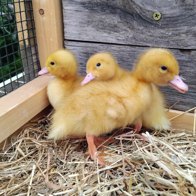 Buy live Aylesbury day-old ducklings online