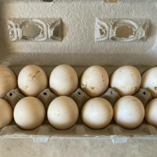 Buy fertile Welsh Harlequin hatching eggs online