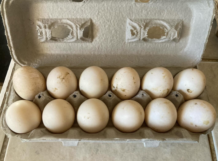 Buy fertile Welsh Harlequin hatching eggs online
