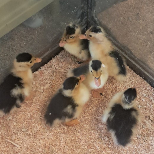 Buy sexed live Magpie day-old ducklings online