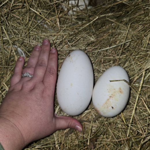 fertile Sebastopol Goose hatching eggs online