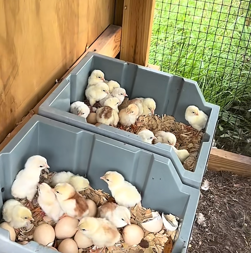 Buy purebred Cobra Aseel (Asil) day-old chicks online