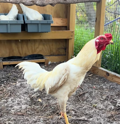 Buy purebred White Cobra Aseel (Asil) brood cocks