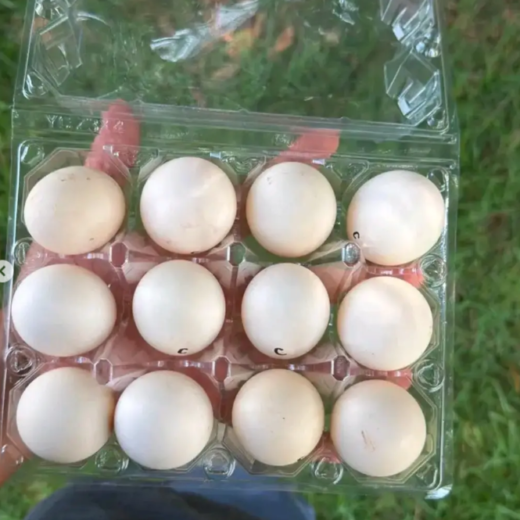 Buy fertile Mel Sims Brown Red gamefowl hatching eggs